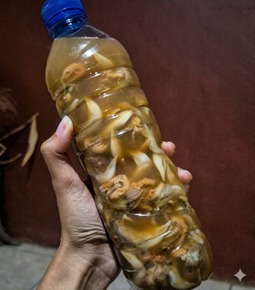 Siput lawar dan Siput Kering